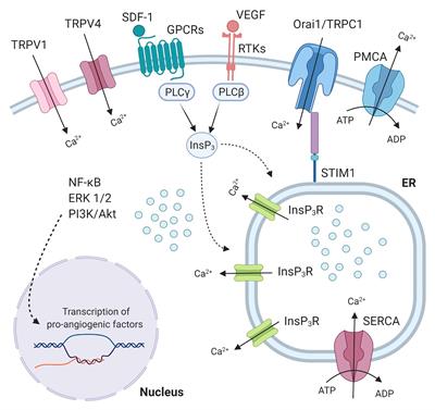 Towards Novel Geneless Approaches for Therapeutic Angiogenesis